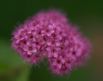 f:id:annhobby:20110630111530j:image