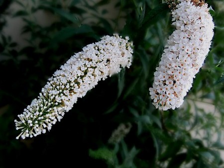 20110813064045