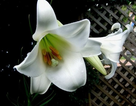 f:id:annhobby:20110826063550j:image
