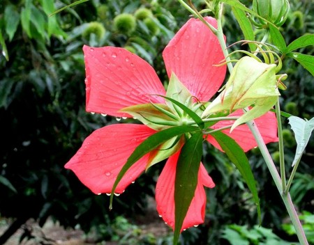 f:id:annhobby:20110901064546j:image