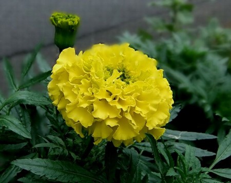 f:id:annhobby:20110904214458j:image