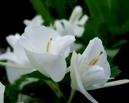 f:id:annhobby:20110909065617j:image f:id:annhobby:20110909065617j:image