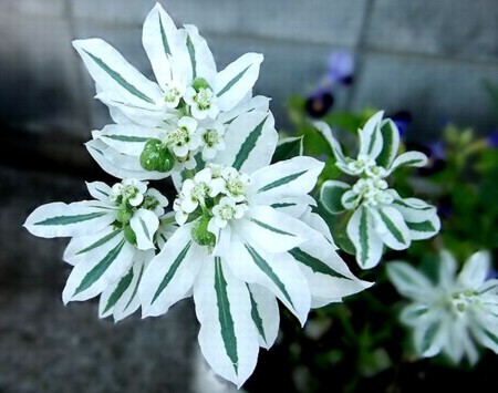 f:id:annhobby:20110912062559j:image f:id:annhobby:20110912062559j:image