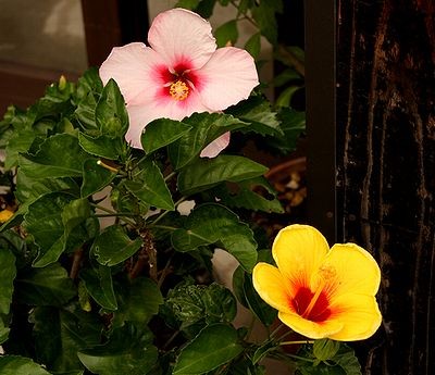 f:id:annhobby:20110922081649j:image