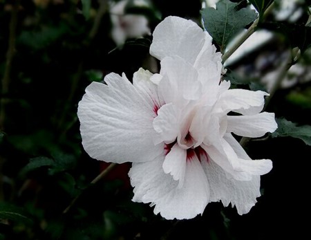 f:id:annhobby:20110930083713j:image