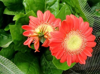 20111012065021
