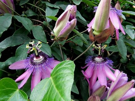 f:id:annhobby:20111029145814j:image