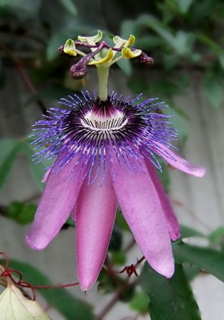 f:id:annhobby:20111029145816j:image