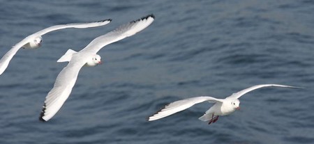 f:id:annhobby:20111108211709j:image