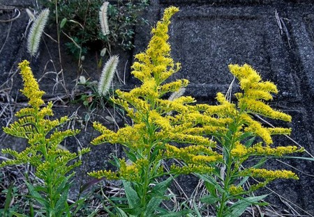 f:id:annhobby:20111108211712j:image