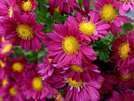 f:id:annhobby:20111120074209j:image
