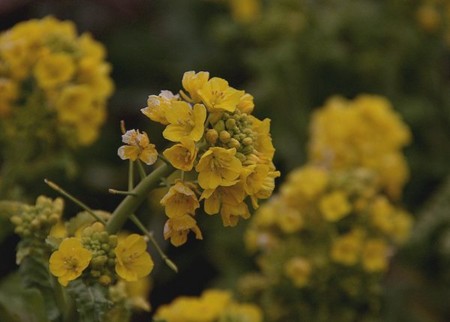 f:id:annhobby:20120208223652j:image