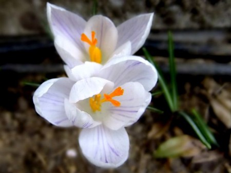 f:id:annhobby:20120326212504j:image