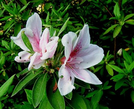 f:id:annhobby:20120428192653j:image