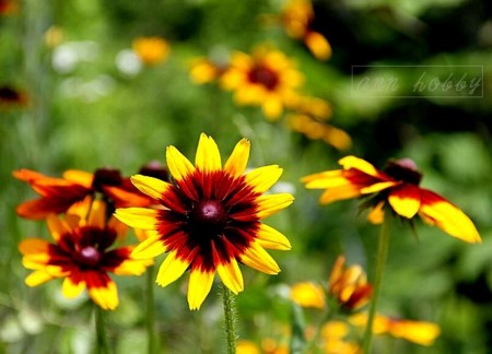 f:id:annhobby:20120803225222j:image