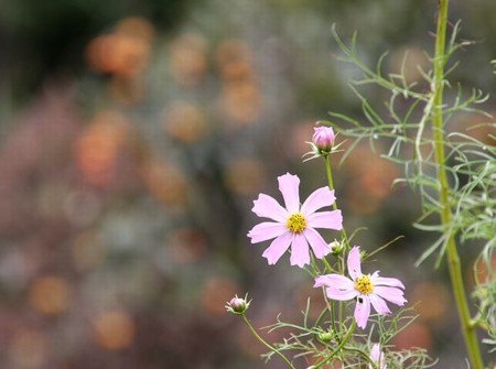 f:id:annhobby:20121028224252j:image