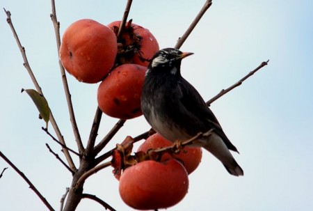 f:id:annhobby:20121204224422j:image f:id:annhobby:20121204224422j:image