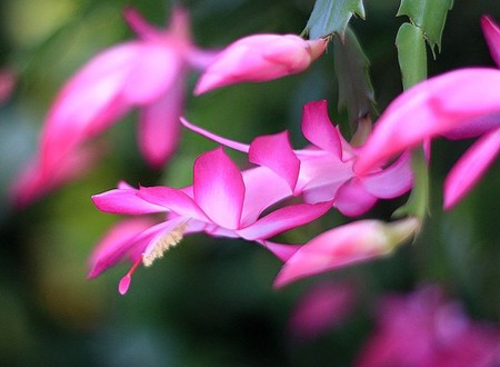 f:id:annhobby:20121211212331j:image f:id:annhobby:20121211212331j:image