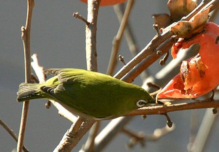 f:id:annhobby:20121227224206j:image