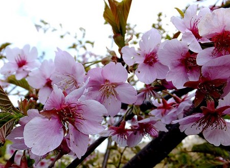 f:id:annhobby:20130319223524j:image