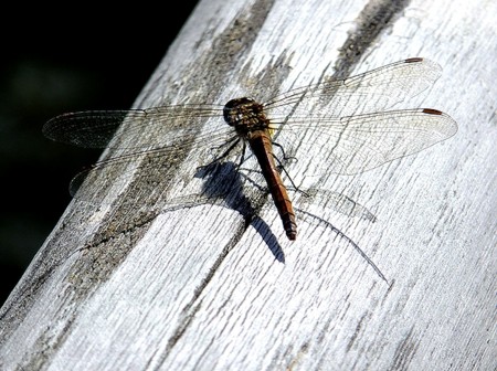 f:id:annhobby:20131022221323j:image