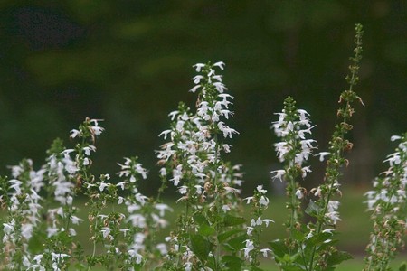 f:id:annhobby:20140811211805j:image f:id:annhobby:20140811211805j:image