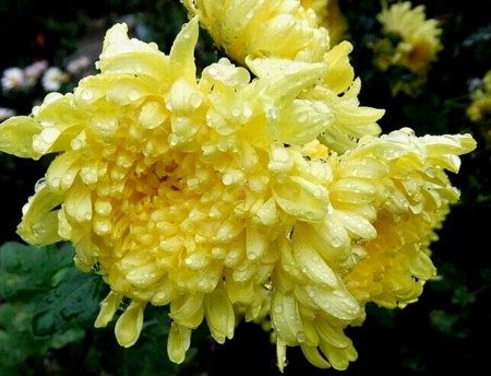 f:id:annhobby:20141113212120j:image f:id:annhobby:20141113212120j:image