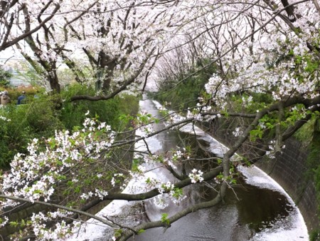f:id:annhobby:20150405211840j:image
