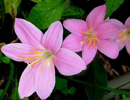 f:id:annhobby:20150623213116j:image f:id:annhobby:20150623213116j:image