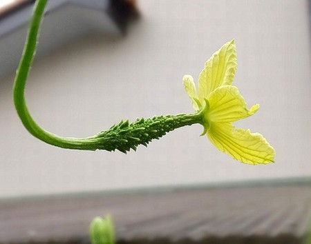 f:id:annhobby:20150718205156j:image