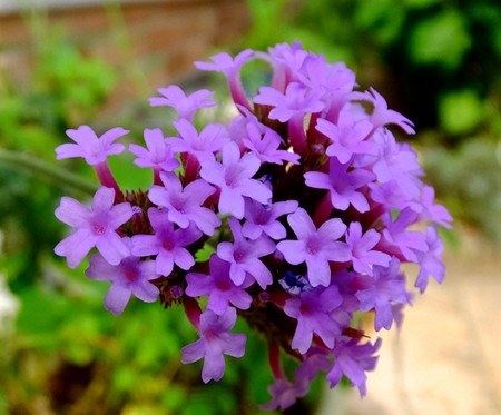 f:id:annhobby:20150801211128j:image