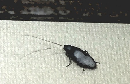 f:id:annhobby:20160714211607j:image f:id:annhobby:20160714211607j:image