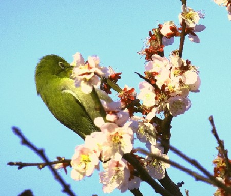 f:id:annhobby:20170308223040j:image