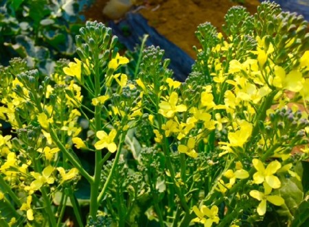 f:id:annhobby:20170326195041j:image f:id:annhobby:20170326195041j:image