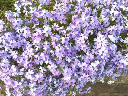 f:id:annhobby:20170418212116j:image