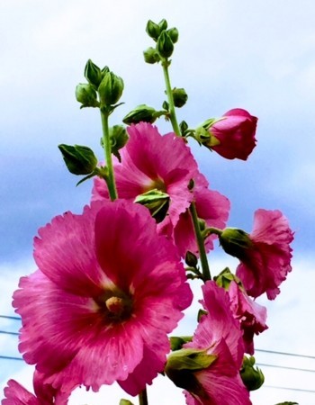 f:id:annhobby:20170621212250j:image f:id:annhobby:20170621212250j:image