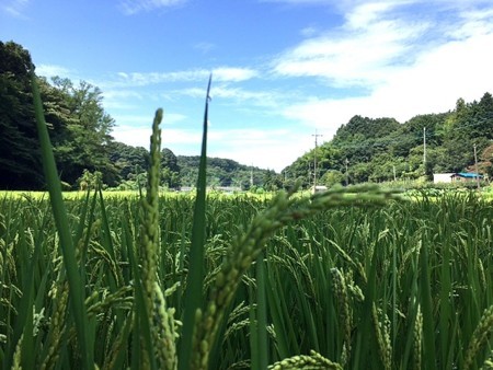 f:id:annhobby:20170824205402j:image