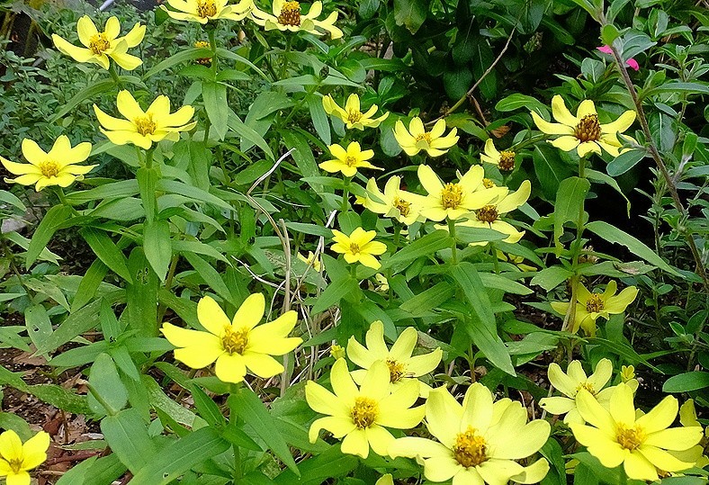 f:id:annhobby:20181026214702j:plain