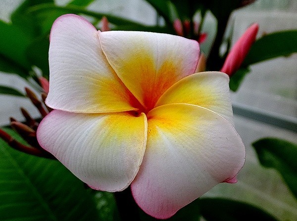 f:id:annhobby:20190626205746j:plain f:id:annhobby:20190626205746j:plain