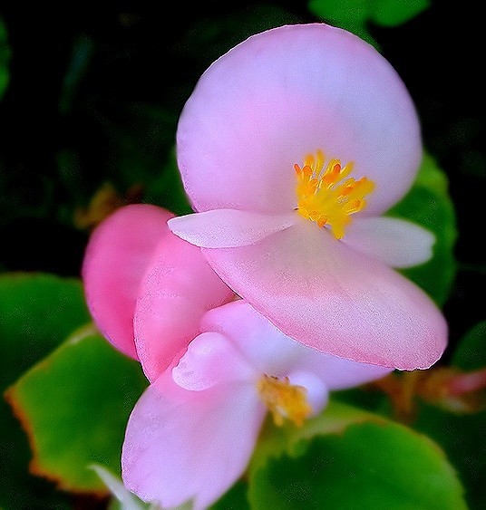 f:id:annhobby:20190812204929j:plain f:id:annhobby:20190812204929j:plain