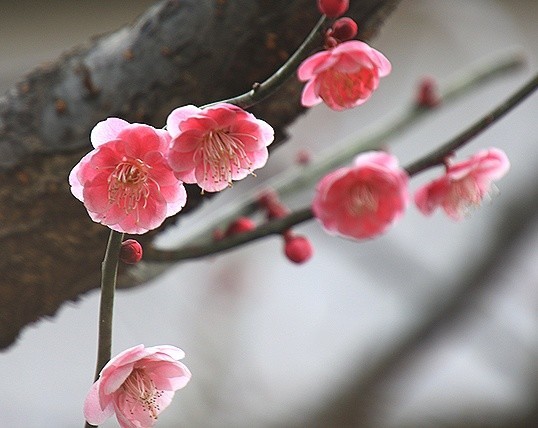 f:id:annhobby:20200220191841j:plain f:id:annhobby:20200220191841j:plain