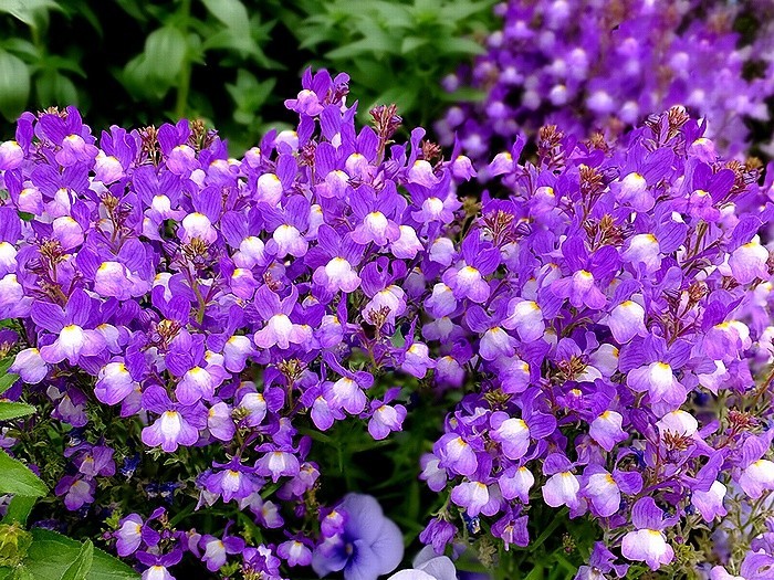 f:id:annhobby:20200408202551j:plain f:id:annhobby:20200408202551j:plain