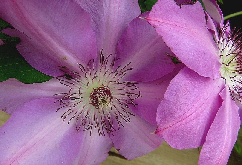 f:id:annhobby:20200504185122j:plain f:id:annhobby:20200504185122j:plain