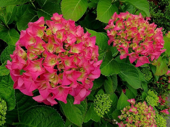 f:id:annhobby:20200530190122j:plain f:id:annhobby:20200530190122j:plain