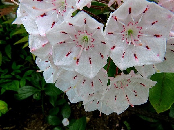 f:id:annhobby:20200603211622j:plain f:id:annhobby:20200603211622j:plain