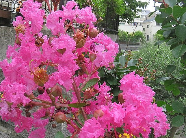 f:id:annhobby:20200711194514j:plain