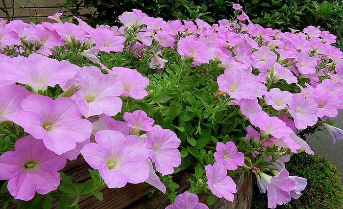 f:id:annhobby:20200712193538j:plain f:id:annhobby:20200712193538j:plain