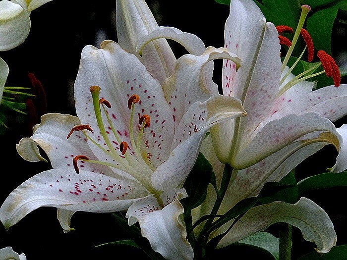 f:id:annhobby:20200717195356j:plain f:id:annhobby:20200717195356j:plain