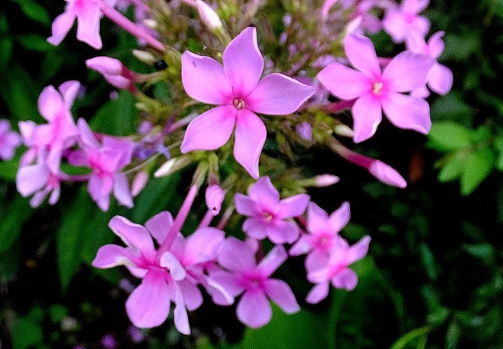 f:id:annhobby:20200720193711j:plain f:id:annhobby:20200720193711j:plain