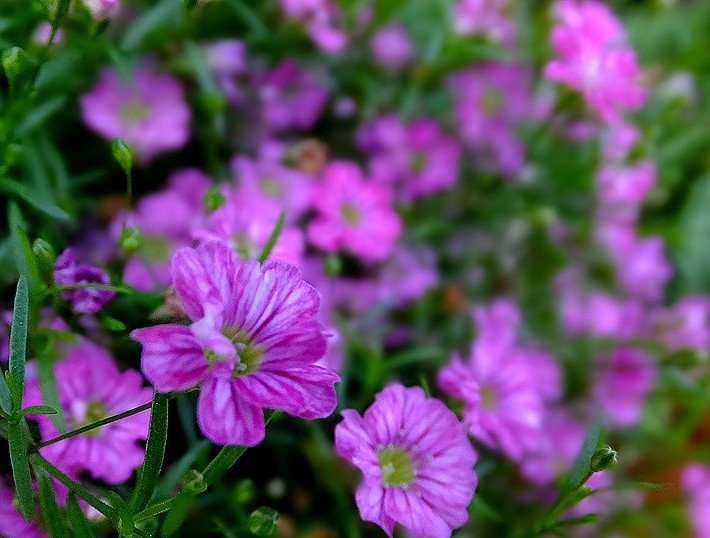 f:id:annhobby:20201127190731j:plain
